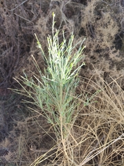 Genista umbellata