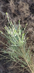 Genista umbellata