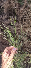 Genista umbellata
