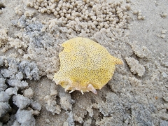 Matuta victor