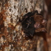 Hipposideros armiger terasensis - Photo (c) 張恒嘉, some rights reserved (CC BY-NC), uploaded by 張恒嘉