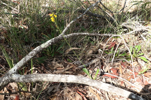 Image of Goodenia bellidifolia by (c) Greg Tasney, some rights reserved (CC BY-SA)