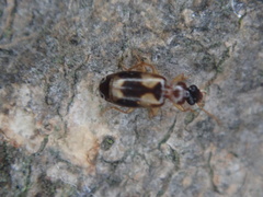 Philorhizus