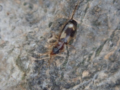 Philorhizus
