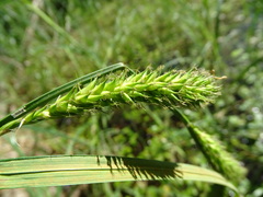 Carex atherodes