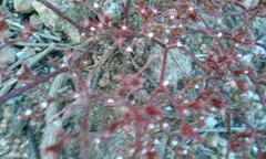 Chorizanthe leptotheca