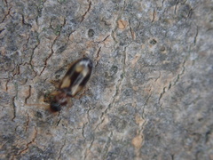 Philorhizus