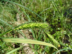 Carex atherodes