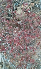 Chorizanthe leptotheca