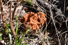 Gyromitra gigas