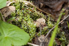 Plagiomnium undulatum