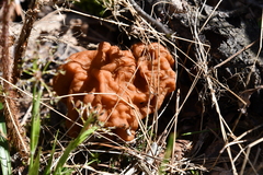 Gyromitra gigas