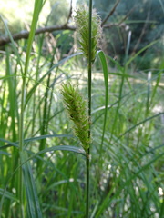 Carex atherodes