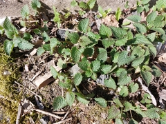 Lamium maculatum
