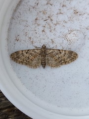 Eupithecia dodoneata