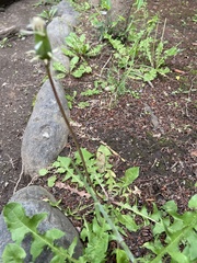 Taraxacum officinale