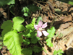 Rubus pungens oldhamii