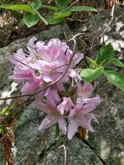 Rhododendron macrosepalum