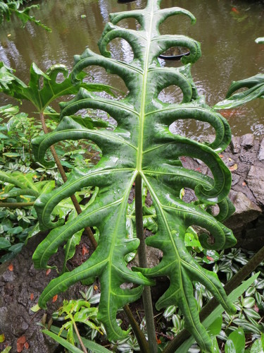 Elephant ear (Alocasia portei)