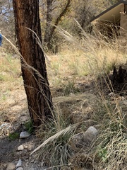 Muhlenbergia emersleyi