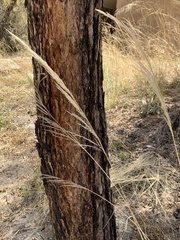 Muhlenbergia emersleyi