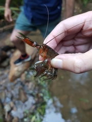 Euastacus hirsutus