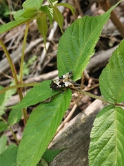 Phlogophora albovittata