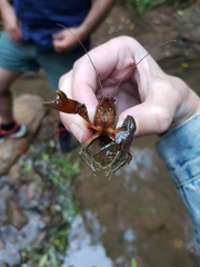 Euastacus hirsutus