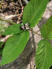 Phlogophora albovittata