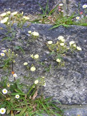 Andryala integrifolia