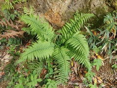 Dryopteris uniformis