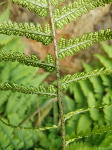 Image of Dryopteris uniformis by (c) harum.koh, some rights reserved (CC BY-SA)