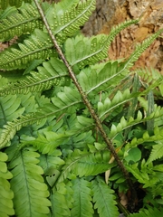 Dryopteris uniformis