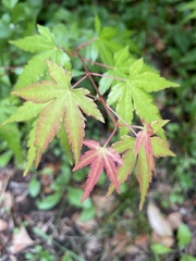 Acer palmatum