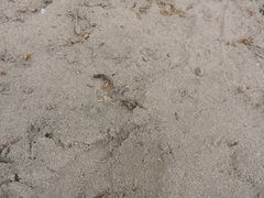 Colletes cunicularius