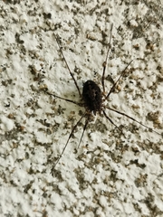 Himalphalangium spinulatum
