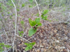 Weigela praecox