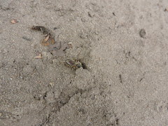 Colletes cunicularius