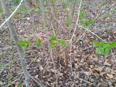 Weigela praecox