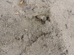 Colletes cunicularius