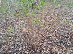 Weigela praecox