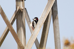 Dendrocopos major hispanus