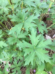 Geranium viscosissimum