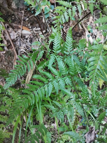 Baby buckler fern (Dryopteris sacrosancta)