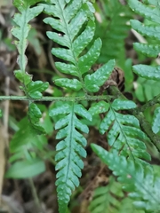 Dryopteris sacrosancta