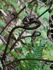 Dryopteris sacrosancta