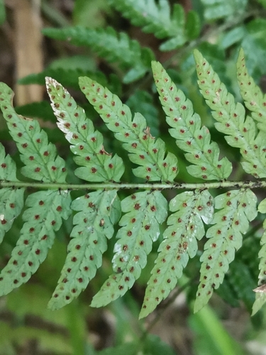 Image of Dryopteris sacrosancta by (c) harum.koh, some rights reserved (CC BY-SA)