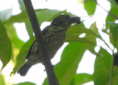 Pogoniulus scolopaceus