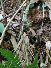 Dryopteris sacrosancta