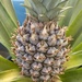 Pineapple - Photo (c) karim_herrera_ico_3c, some rights reserved (CC BY-NC)